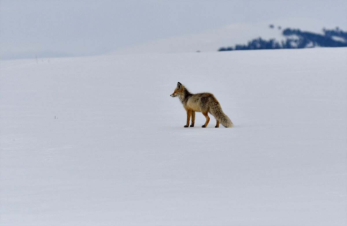 A A 20260329 40955983 40955982 K A R S T A K A R L I A R A Z I D E A V L A N M A Y A C I K A N Y A B A N H A Y V A N L A R I G O R U N T U L E N D I