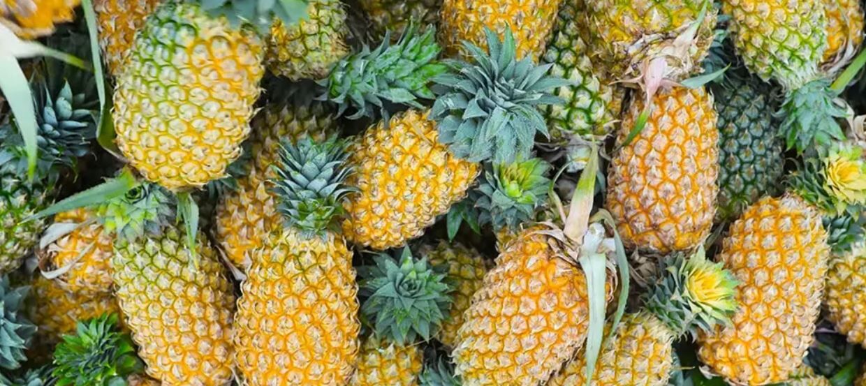 Bromelain Nedir Kilo Verdirir Mi Nasil Kullanilir Neye Iyi Gelir5
