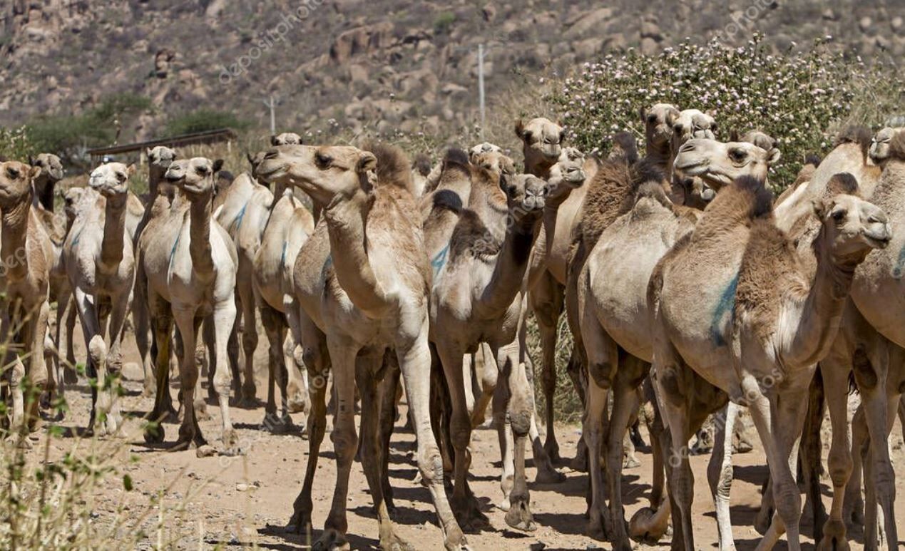Fil Suresinin Inanilmaz Hikayesi Ve Ahir Zamanda Kabeyi Yikacak Habesli Define Avcisi16
