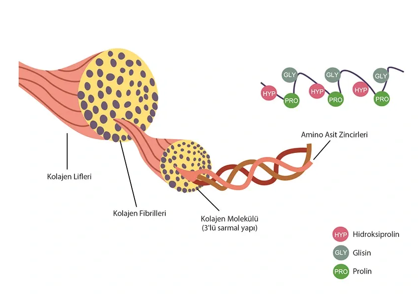 Kolajen Nedir Ve Neye Iyi Gelir1