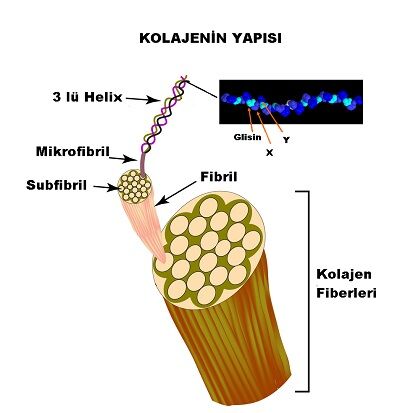Kolajen Nedir Ve Neye Iyi Gelir2
