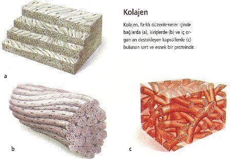 Kolajen Nedir Ve Neye Iyi Gelir4