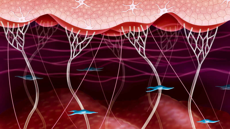 Kolajen Nedir Ve Neye Iyi Gelir6