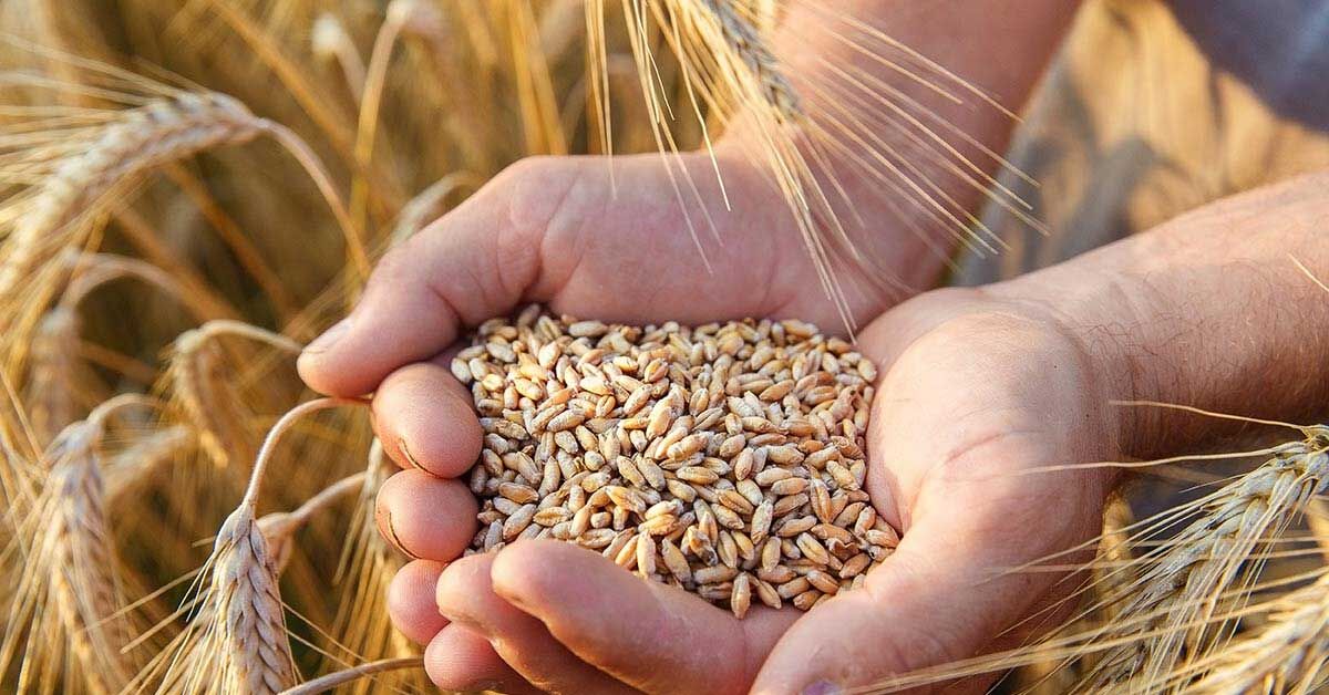 Tarim Urunlerinde Zekat Nasil Hesaplanir Iste Mezheplere Gore Osur Oranlari3