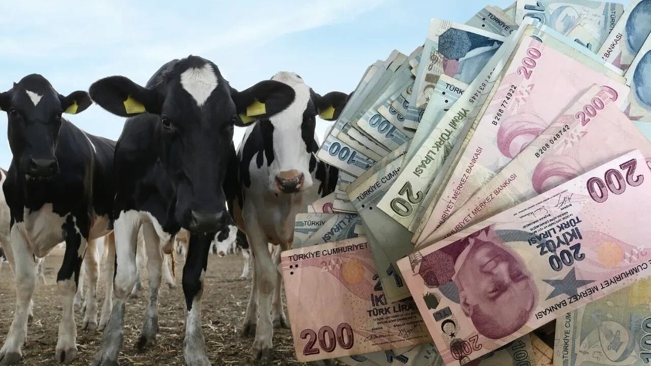 2026 Kurbanlık Fiyatları Için Tablo Netleşiyor! 2026 Kurbanlık Fiyatları Ne Kadar Kurban Fiyatlarını Ne Belirliyor