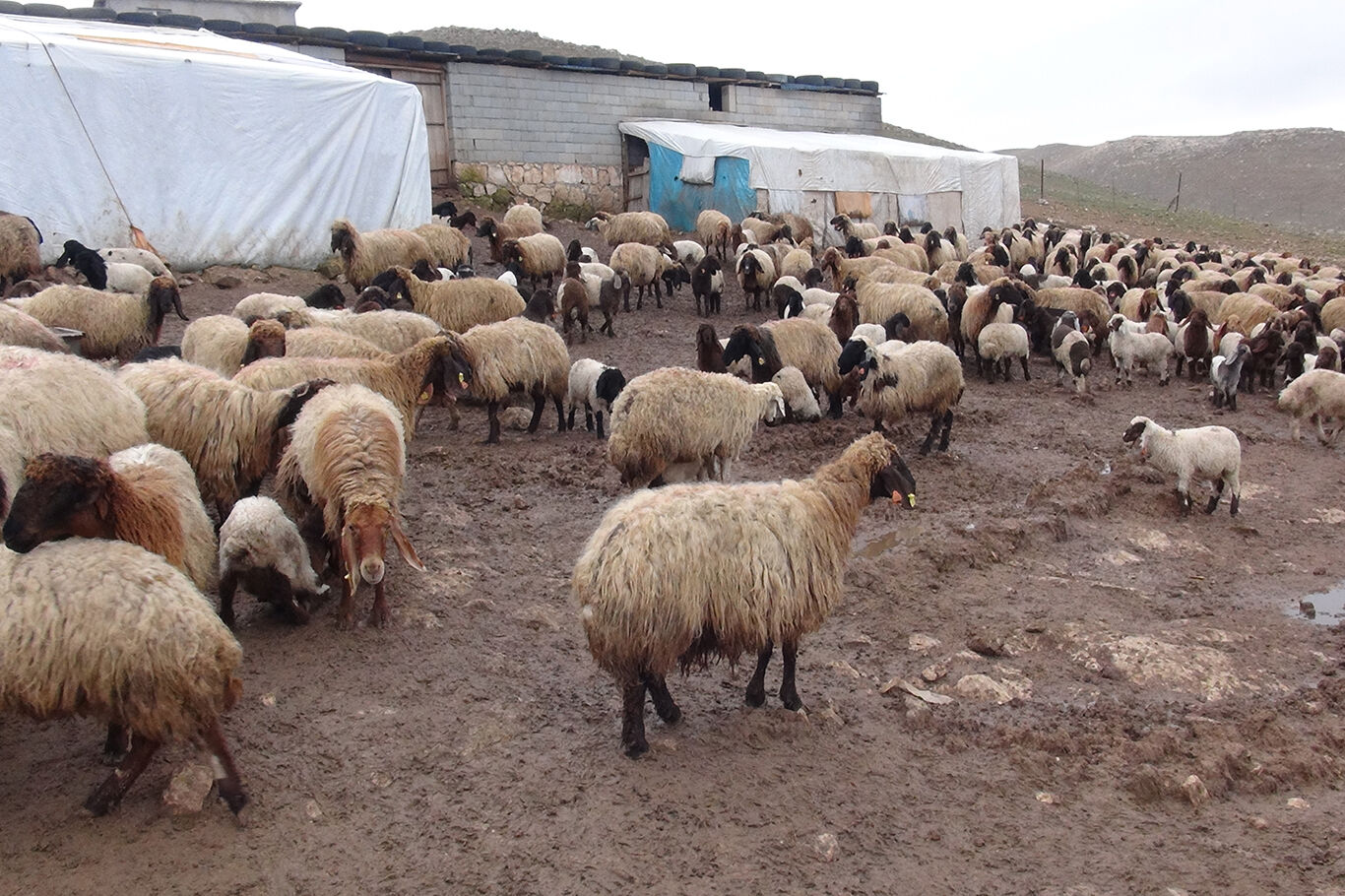 8B31B3A8 6230 43F9 87C2 15A03F627Cb8