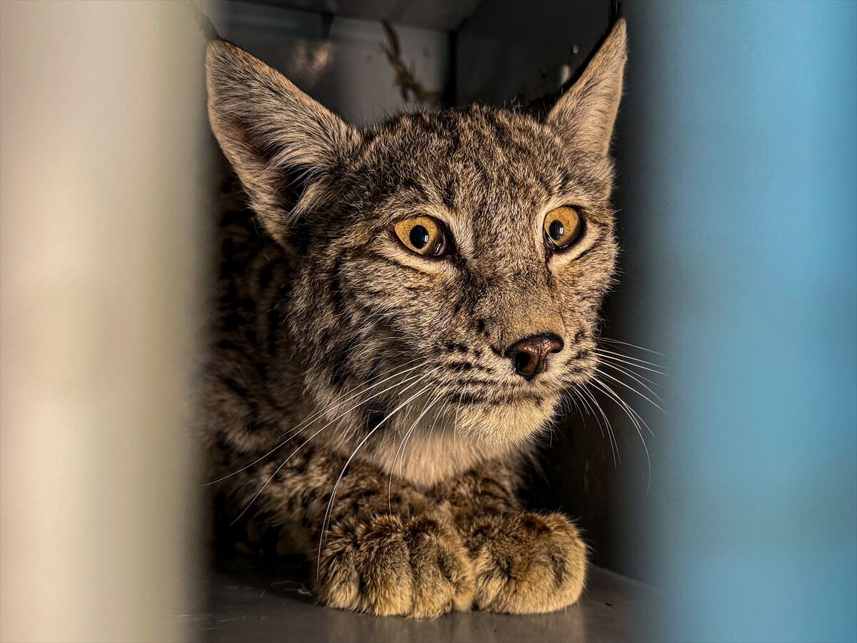 A A 20260413 41097549 41097536 E R Z U R U M D A J A N D A R M A N I N D E V R I Y E S I R A S I N D A B I T K I N H A L D E B U L D U G U V A S A K T E D A V I Y E A L I N D I