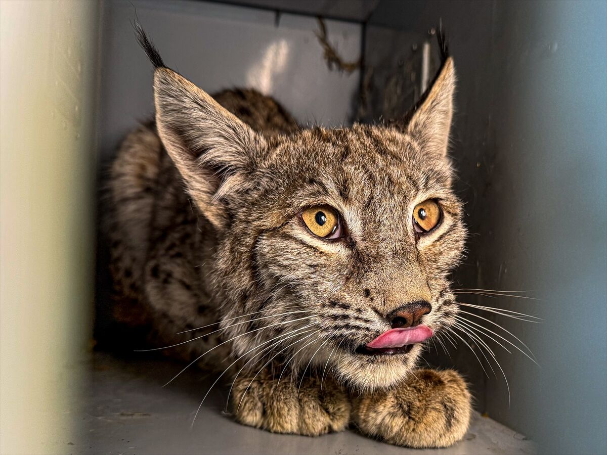 A A 20260413 41097549 41097537 E R Z U R U M D A J A N D A R M A N I N D E V R I Y E S I R A S I N D A B I T K I N H A L D E B U L D U G U V A S A K T E D A V I Y E A L I N D I