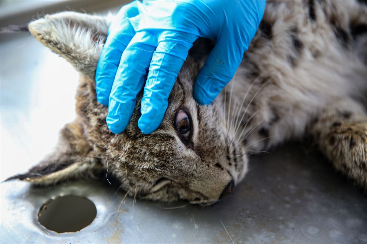 A A 20260413 41097549 41097539 E R Z U R U M D A J A N D A R M A N I N D E V R I Y E S I R A S I N D A B I T K I N H A L D E B U L D U G U V A S A K T E D A V I Y E A L I N D I