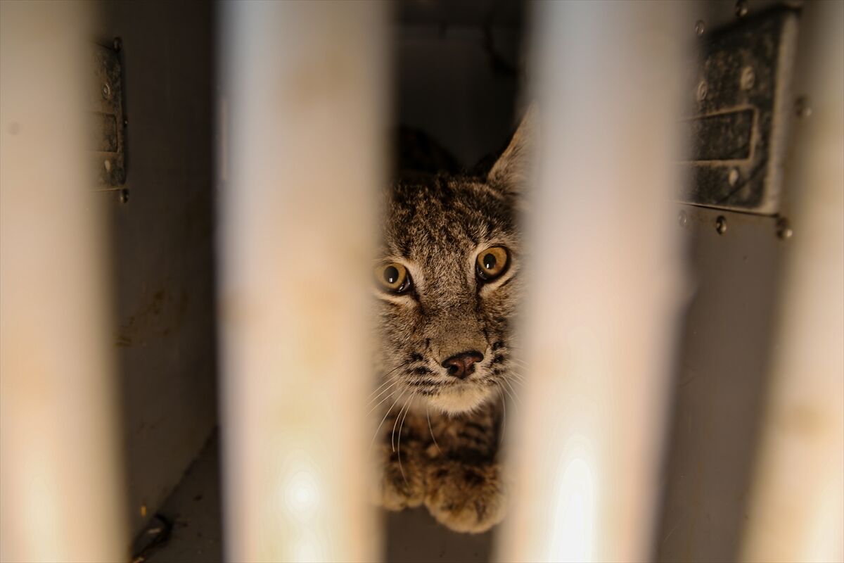 A A 20260413 41097549 41097540 E R Z U R U M D A J A N D A R M A N I N D E V R I Y E S I R A S I N D A B I T K I N H A L D E B U L D U G U V A S A K T E D A V I Y E A L I N D I