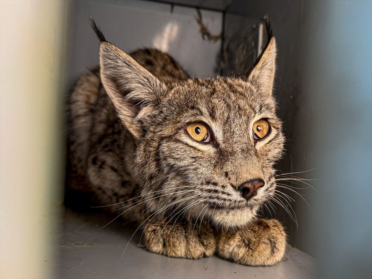 A A 20260413 41097549 41097541 E R Z U R U M D A J A N D A R M A N I N D E V R I Y E S I R A S I N D A B I T K I N H A L D E B U L D U G U V A S A K T E D A V I Y E A L I N D I