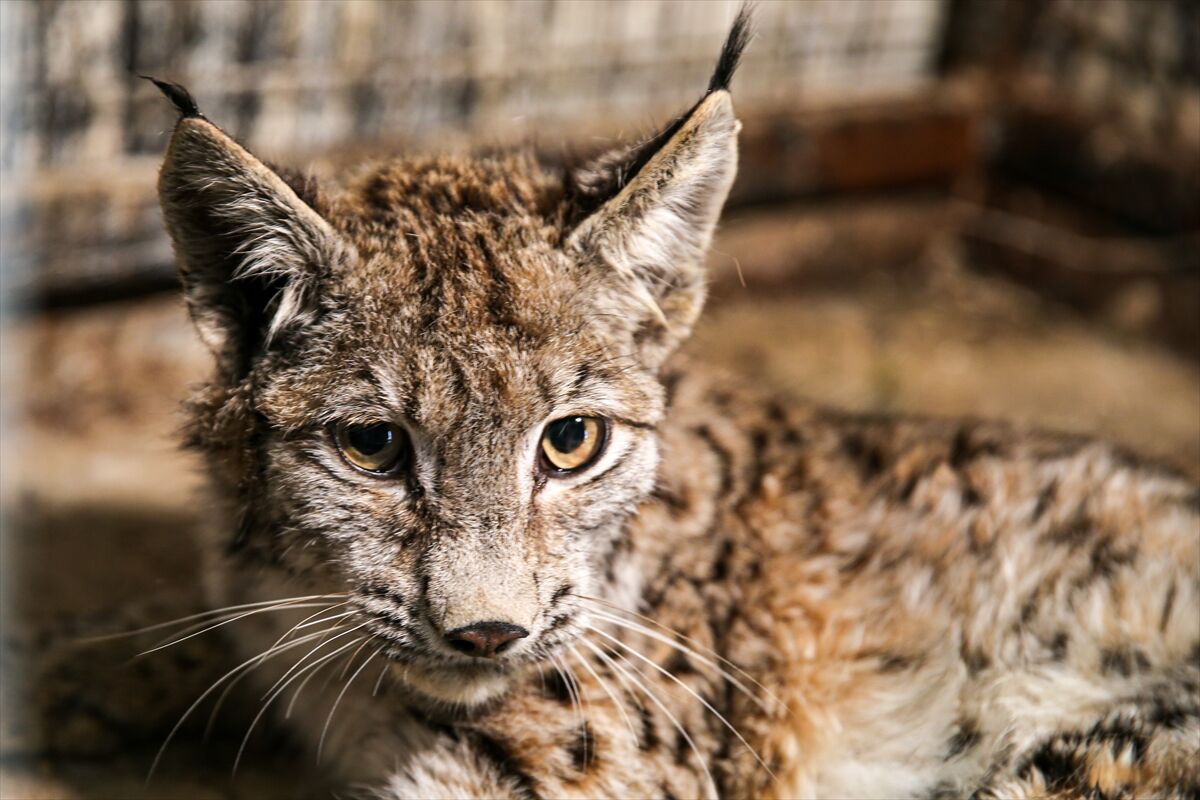 A A 20260413 41097549 41097542 E R Z U R U M D A J A N D A R M A N I N D E V R I Y E S I R A S I N D A B I T K I N H A L D E B U L D U G U V A S A K T E D A V I Y E A L I N D I