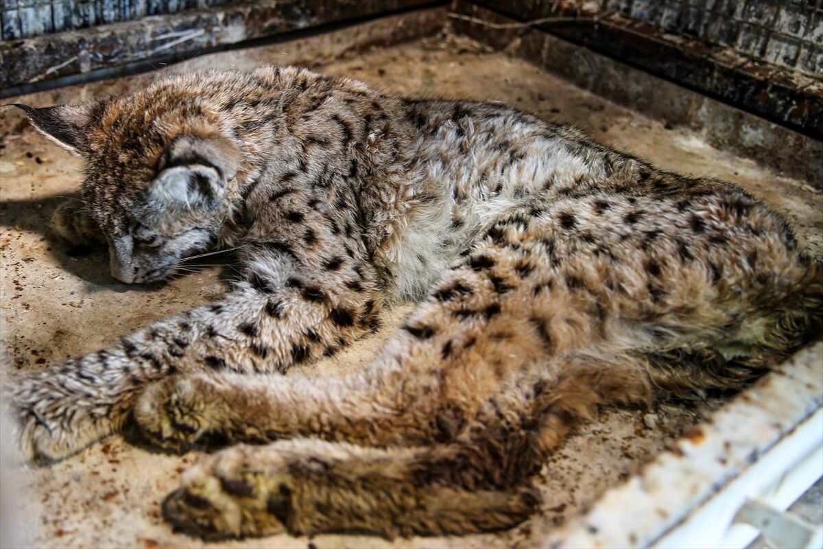 A A 20260413 41097549 41097543 E R Z U R U M D A J A N D A R M A N I N D E V R I Y E S I R A S I N D A B I T K I N H A L D E B U L D U G U V A S A K T E D A V I Y E A L I N D I