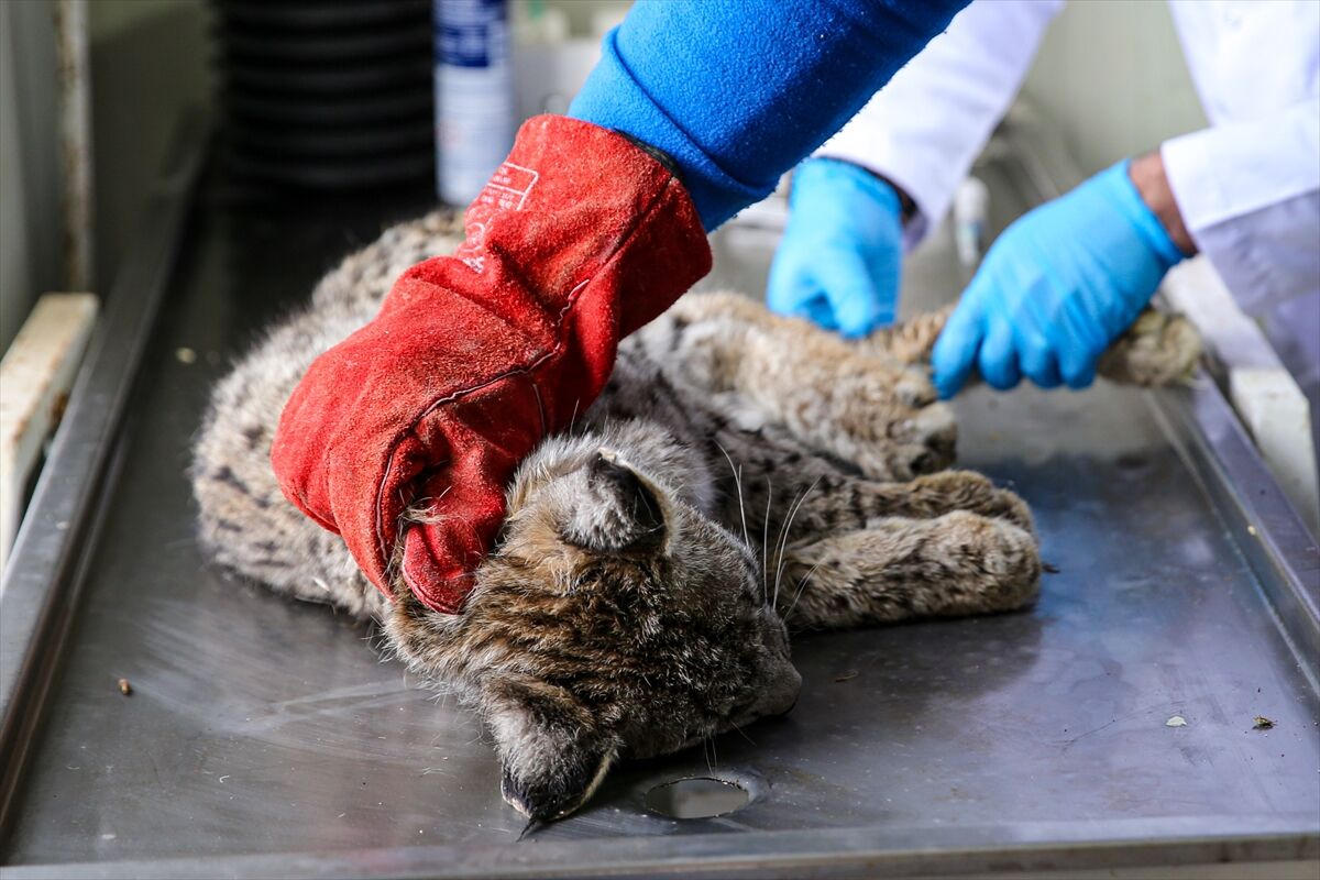 A A 20260413 41097549 41097544 E R Z U R U M D A J A N D A R M A N I N D E V R I Y E S I R A S I N D A B I T K I N H A L D E B U L D U G U V A S A K T E D A V I Y E A L I N D I