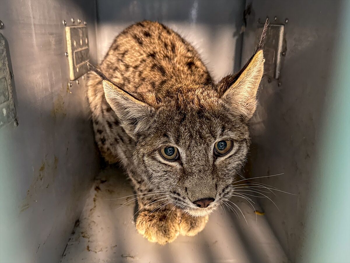 A A 20260413 41097549 41097546 E R Z U R U M D A J A N D A R M A N I N D E V R I Y E S I R A S I N D A B I T K I N H A L D E B U L D U G U V A S A K T E D A V I Y E A L I N D I