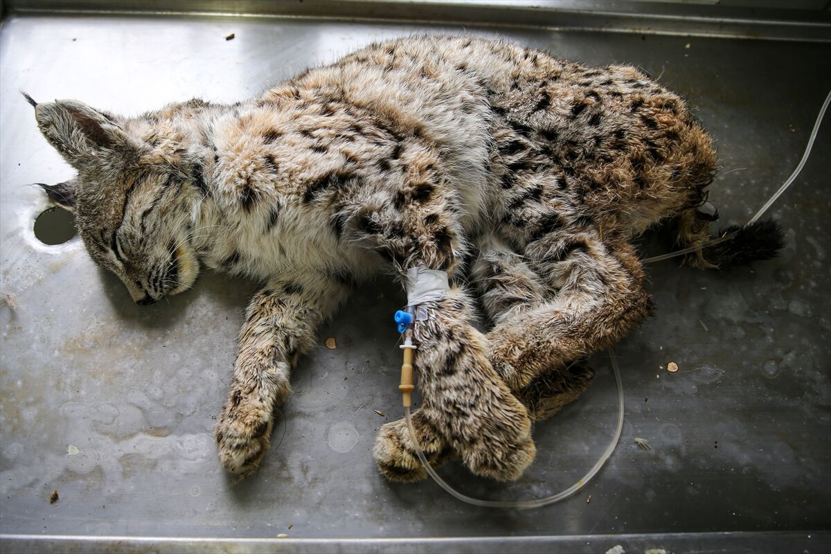 A A 20260413 41097549 41097548 E R Z U R U M D A J A N D A R M A N I N D E V R I Y E S I R A S I N D A B I T K I N H A L D E B U L D U G U V A S A K T E D A V I Y E A L I N D I