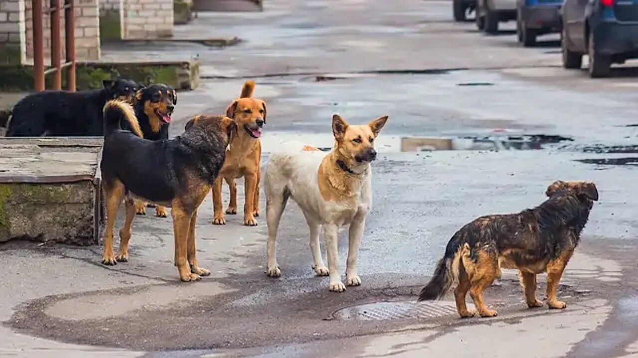 Van'da Başıboş Sokak Köpekleri