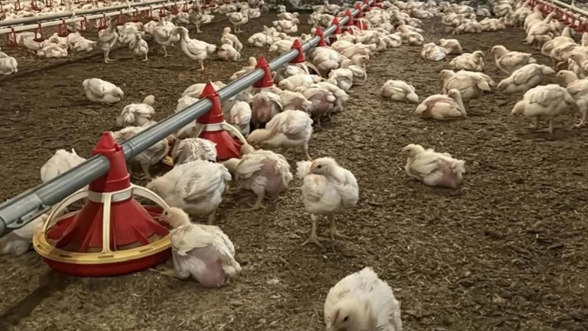 Yıllık 50 milyon yumurta üreten şirket iflas etti