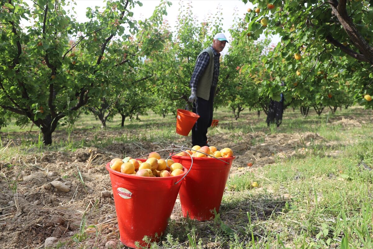 Tescilli Mut kayısısında hasat mesaisi başladı