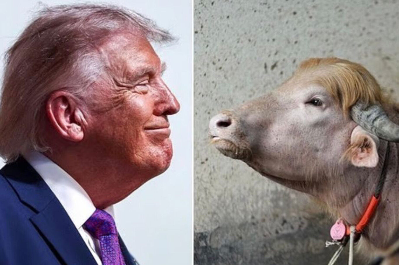 Manda Trump