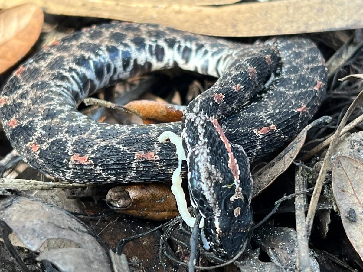Rattlesnake With Parasite 1200X900